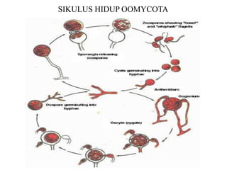 SIKULUS HIDUP OOMYCOTA
 