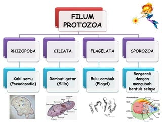 FILUM
PROTOZOA
RHIZOPODA
Kaki semu
(Pseudopodia)
CILIATA
Rambut getar
(Silia)
FLAGELATA
Bulu cambuk
(Flagel)
SPOROZOA
Bergerak
dengan
mengubah
bentuk selnya
 