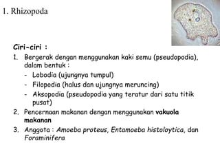 1. Rhizopoda
Ciri-ciri :
1. Bergerak dengan menggunakan kaki semu (pseudopodia),
dalam bentuk :
- Lobodia (ujungnya tumpul)
- Filopodia (halus dan ujungnya meruncing)
- Aksopodia (pseudopodia yang teratur dari satu titik
pusat)
2. Pencernaan makanan dengan menggunakan vakuola
makanan
3. Anggota : Amoeba proteus, Entamoeba histoloytica, dan
Foraminifera
 