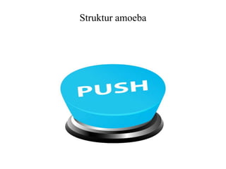Struktur amoeba
 