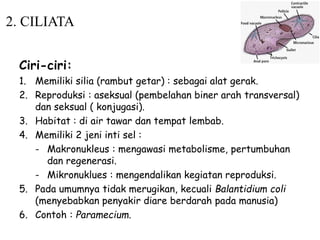 2. CILIATA
Ciri-ciri:
1. Memiliki silia (rambut getar) : sebagai alat gerak.
2. Reproduksi : aseksual (pembelahan biner arah transversal)
dan seksual ( konjugasi).
3. Habitat : di air tawar dan tempat lembab.
4. Memiliki 2 jeni inti sel :
- Makronukleus : mengawasi metabolisme, pertumbuhan
dan regenerasi.
- Mikronuklues : mengendalikan kegiatan reproduksi.
5. Pada umumnya tidak merugikan, kecuali Balantidium coli
(menyebabkan penyakir diare berdarah pada manusia)
6. Contoh : Paramecium.
 
