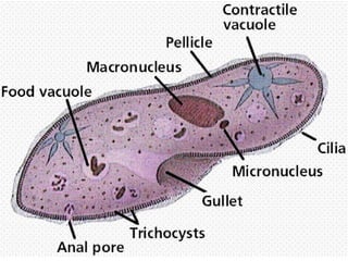 2. CILIATA
Ciri-ciri:
1. Memiliki silia (rambut getar) : sebagai alat gerak.
2. Reproduksi : aseksual (pembelahan biner arah transversal)
dan seksual ( konjugasi).
3. Habitat : di air tawar dan tempat lembab.
4. Memiliki 2 jeni inti sel :
- Makronukleus : mengawasi metabolisme, pertumbuhan
dan regenerasi.
- Mikronuklues : mengendalikan kegiatan reproduksi.
5. Pada umumnya tidak merugikan, kecuali Balantidium coli
(menyebabkan penyakir diare berdarah pada manusia)
6. Contoh : Paramecium.
 