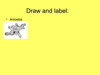 Draw and label:
• Amoeba