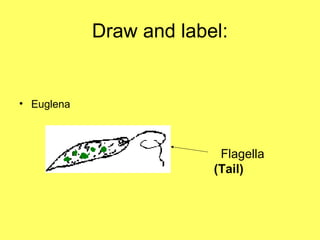 Draw and label:
• Euglena
Flagella
(Tail)