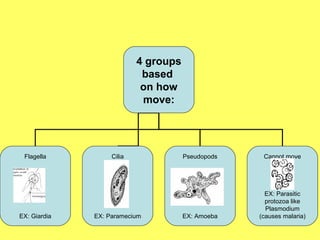 4 groups
based
on how
move:
Flagella
EX: Giardia
Pseudopods
EX: Amoeba
Cannot move
EX: Parasitic
protozoa like
Plasmodium
(causes malaria)
Cilia
EX: Paramecium