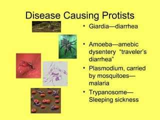 Disease Causing Protists
• Giardia—diarrhea
• Amoeba—amebic
dysentery “traveler’s
diarrhea”
• Plasmodium, carried
by mosquitoes—
malaria
• Trypanosome—
Sleeping sickness