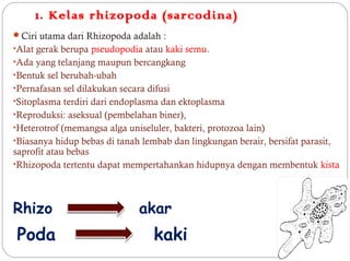 1. Kelas rhizopoda (sarcodina)
Ciri utama dari Rhizopoda adalah :
•Alat gerak berupa pseudopodia atau kaki semu.
•Ada yang telanjang maupun bercangkang
•Bentuk sel berubah-ubah
•Pernafasan sel dilakukan secara difusi
•Sitoplasma terdiri dari endoplasma dan ektoplasma
•Reproduksi: aseksual (pembelahan biner),
•Heterotrof (memangsa alga uniseluler, bakteri, protozoa lain)
•Biasanya hidup bebas di tanah lembab dan lingkungan berair, bersifat parasit,
saprofit atau bebas
•Rhizopoda tertentu dapat mempertahankan hidupnya dengan membentuk kista
Rhizo akar
Poda kaki
 