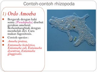 1) Ordo Amoeba
 Bergerak dengan kaki
semu (Pseudopodia) disebut
gerakan ameboid.
Berkembangbiak dengan
membelah diri. Cara
makan fagositosis.
 Contoh spesies :
 Amoeba proteus,
 Entamoeba histolytica,
Entamoeba coli, Entamoeba
dysentriae, Entamoeba
ginggivalis.
Contoh-contoh rhizopoda
 