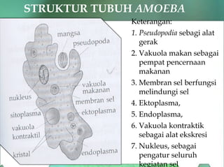 STRUKTUR TUBUH AMOEBA
Keterangan:
1. Pseudopodia sebagi alat
gerak
2. Vakuola makan sebagai
pempat pencernaan
makanan
3. Membran sel berfungsi
melindungi sel
4. Ektoplasma,
5. Endoplasma,
6. Vakuola kontraktik
sebagai alat ekskresi
7. Nukleus, sebagai
pengatur seluruh
kegiatan sel
 