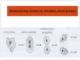 REPRODUKSI ASEKSUAL (PEMBELAHAN BINER)
 