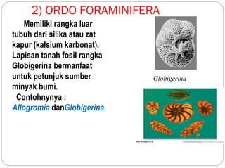 2) ORDO FORAMINIFERA
Memiliki rangka luar
tubuh dari silika atau zat
kapur (kalsium karbonat).
Lapisan tanah fosil rangka
Globigerina bermanfaat
untuk petunjuk sumber
minyak bumi.
Contohnynya :
Allogromia danGlobigerina.
Globigerina
 