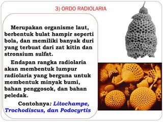 3) ORDO RADIOLARIA
Merupakan organisme laut,
berbentuk bulat hampir seperti
bola, dan memiliki banyak duri
yang terbuat dari zat kitin dan
stronsium sulfat.
Endapan rangka radiolaria
akan membentuk lumpur
radiolaria yang berguna untuk
membentuk minyak bumi,
bahan penggosok, dan bahan
peledak.
Contohnya: Litochampe,
Trochodiscus, dan Podocyrtis
 