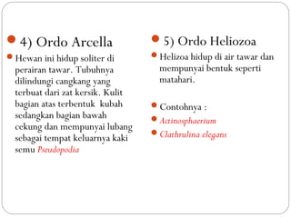 4) Ordo Arcella
Hewan ini hidup soliter di
perairan tawar. Tubuhnya
dilindungi cangkang yang
terbuat dari zat kersik. Kulit
bagian atas terbentuk kubah
sedangkan bagian bawah
cekung dan mempunyai lubang
sebagai tempat keluarnya kaki
semu Pseudopodia
5) Ordo Heliozoa
Helizoa hidup di air tawar dan
mempunyai bentuk seperti
matahari.
Contohnya :
Actinosphaerium
Clathrulina elegans
 