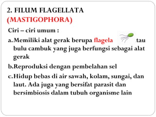 2. FILUM FLAGELLATA
(MASTIGOPHORA)
Ciri – ciri umum :
a.Memiliki alat gerak berupa flagela atau
bulu cambuk yang juga berfungsi sebagai alat
gerak
b.Reproduksi dengan pembelahan sel
c.Hidup bebas di air sawah, kolam, sungai, dan
laut. Ada juga yang bersifat parasit dan
bersimbiosis dalam tubuh organisme lain
 