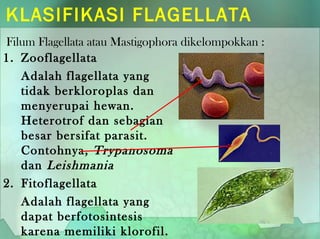KLASIFIKASI FLAGELLATA
1. Zooflagellata
Adalah flagellata yang
tidak berkloroplas dan
menyerupai hewan.
Heterotrof dan sebagian
besar bersifat parasit.
Contohnya, Trypanosoma
dan Leishmania
2. Fitoflagellata
Adalah flagellata yang
dapat berfotosintesis
karena memiliki klorofil.
Filum Flagellata atau Mastigophora dikelompokkan :
 