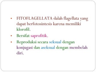 • FITOFLAGELLATA dalah flagellata yang
dapat berfotosintesis karena memiliki
klorofil.
• Bersifat saprofitik.
• Reproduksi secara seksual dengan
konjugasi dan aseksual dengan membelah
diri.
 