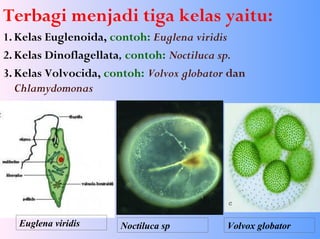 Terbagi menjadi tiga kelas yaitu:
1. Kelas Euglenoida, contoh: Euglena viridis
2. Kelas Dinoflagellata, contoh: Noctiluca sp.
3. Kelas Volvocida, contoh: Volvox globator dan
Chlamydomonas
Euglena viridis Noctiluca sp Volvox globator
 