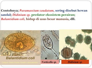 Contohnya; Paramaecium caudatum, sering disebut hewan
sandal; Didinium sp, predator ekosistem perairan;
Balantidium coli, hidup di usus besar manusia, dll.
Vorticella sp. Didinium sp.
 