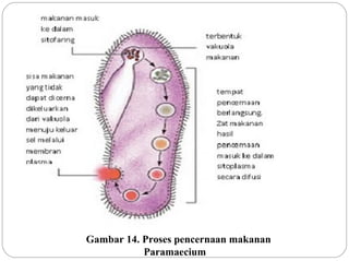 Gambar 14. Proses pencernaan makanan
Paramaecium
 