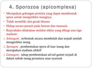 4. Sporozoa (apicomplexa)
• Merupakan golongan protista yang dapat membentuk
spora untuk menginfeksi inangnya.
• Tidak memiliki alat gerak khusus
• Hidup secara parasit pada hewan dan manusia
• Reproduksi dilakukan melalui siklus yang dibagi atas tiga
stadium :
1. Schizogoni , terbentuk secara membelah dan terjadi setelah
menginfeksi inang
2. Sporogoni , pembentukan spora di luar inang dan
merupakan stadium efektif
3. Gamogoni , tahap pembentukan sel-sel gamet terjadi di
dalam tubuh inang perantara atau nyamuk
 