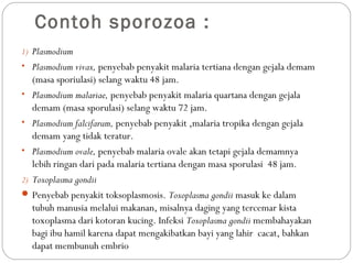 Contoh sporozoa :
1) Plasmodium
• Plasmodium vivax, penyebab penyakit malaria tertiana dengan gejala demam
(masa sporiulasi) selang waktu 48 jam.
• Plasmodium malariae, penyebab penyakit malaria quartana dengan gejala
demam (masa sporulasi) selang waktu 72 jam.
• Plasmodium falcifarum, penyebab penyakit ,malaria tropika dengan gejala
demam yang tidak teratur.
• Plasmodium ovale, penyebab malaria ovale akan tetapi gejala demamnya
lebih ringan dari pada malaria tertiana dengan masa sporulasi 48 jam.
2) Toxoplasma gondii
 Penyebab penyakit toksoplasmosis. Toxoplasma gondii masuk ke dalam
tubuh manusia melalui makanan, misalnya daging yang tercemar kista
toxoplasma dari kotoran kucing. Infeksi Toxoplasma gondii membahayakan
bagi ibu hamil karena dapat mengakibatkan bayi yang lahir cacat, bahkan
dapat membunuh embrio
 