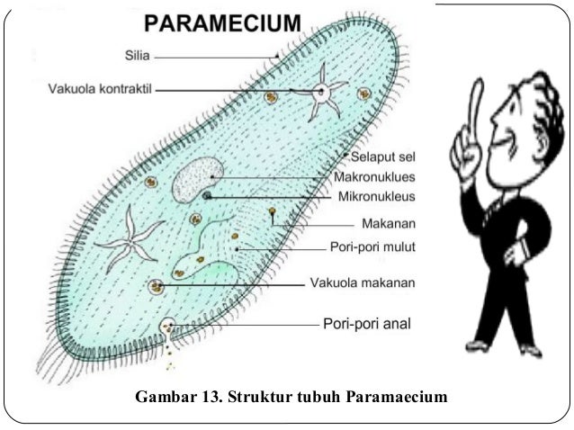 Struktur Tubuh Paramecium Dan Fungsinya Berbagi Struktur
