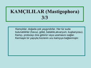 KAMÇILILAR (Mastigophora)
         3/3

 Kamçılılar, doğada çok yaygındırlar. Her tür suda
 bulunabilirler (havuz, gölet, bataklık,akvaryum, kuşbanyosu).
 Kamçı, protozayı öne götürür veya uzamasını sağlar.
 Karmaşık bir yapıyla,hücrenin ucu kamçıya bağlanmıştır.
 