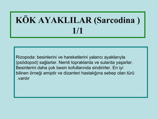 KÖK AYAKLILAR (Sarcodina )
          1/1

Rizopoda: besinlerini ve hareketlerini yalancı ayaklarıyla
(psödopod) sağlarlar. Nemli topraklarda ve sularda yaşarlar.
Besinlerini daha çok besin kofullarında sindirirler. En iyi
bilinen örneği amiptir ve dizanteri hastalığına sebep olan türü
 .vardır
 