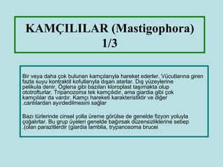 KAMÇILILAR (Mastigophora)
          1/3

Bir veya daha çok bulunan kamçılarıyla hareket ederler. Vücutlarına giren
fazla suyu kontraktil kofullarıyla dışarı atarlar. Dış yüzeylerine
pelikula denir. Öglena gibi bazıları kloroplast taşımakta olup
ototrofturlar. Tripanozoma tek kamçılıdır, ama giardia gibi çok
kamçılılar da vardır. Kamçı hareketi karakteristiktir ve diğer
.canlılardan ayırdedilmesini sağlar

Bazı türlerinde cinsel yolla üreme görülse de genelde fizyon yoluyla
çoğalırlar. Bu grup üyeleri genelde bağırsak düzensizliklerine sebep
.(olan parazitlerdir (giardia lamblia, trypanosoma brucei
 
