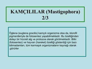 KAMÇILILAR (Mastigophora)
          2/3

Öglena (euglena gracilis) kamçılı organizma olsa da, klorofil
pigmentleriyle de fotosentez yapabilmektedir. Bu özelliğinden
dolayı bir hücreli alg ve protozoa olarak görülmektedir. Bitki
(fotosentez) ve hayvan (hareket) özelliği gösterdiği için bazı
bilimadamları, tüm karmaşık organizmaların kaynağı olarak
.görürler
 