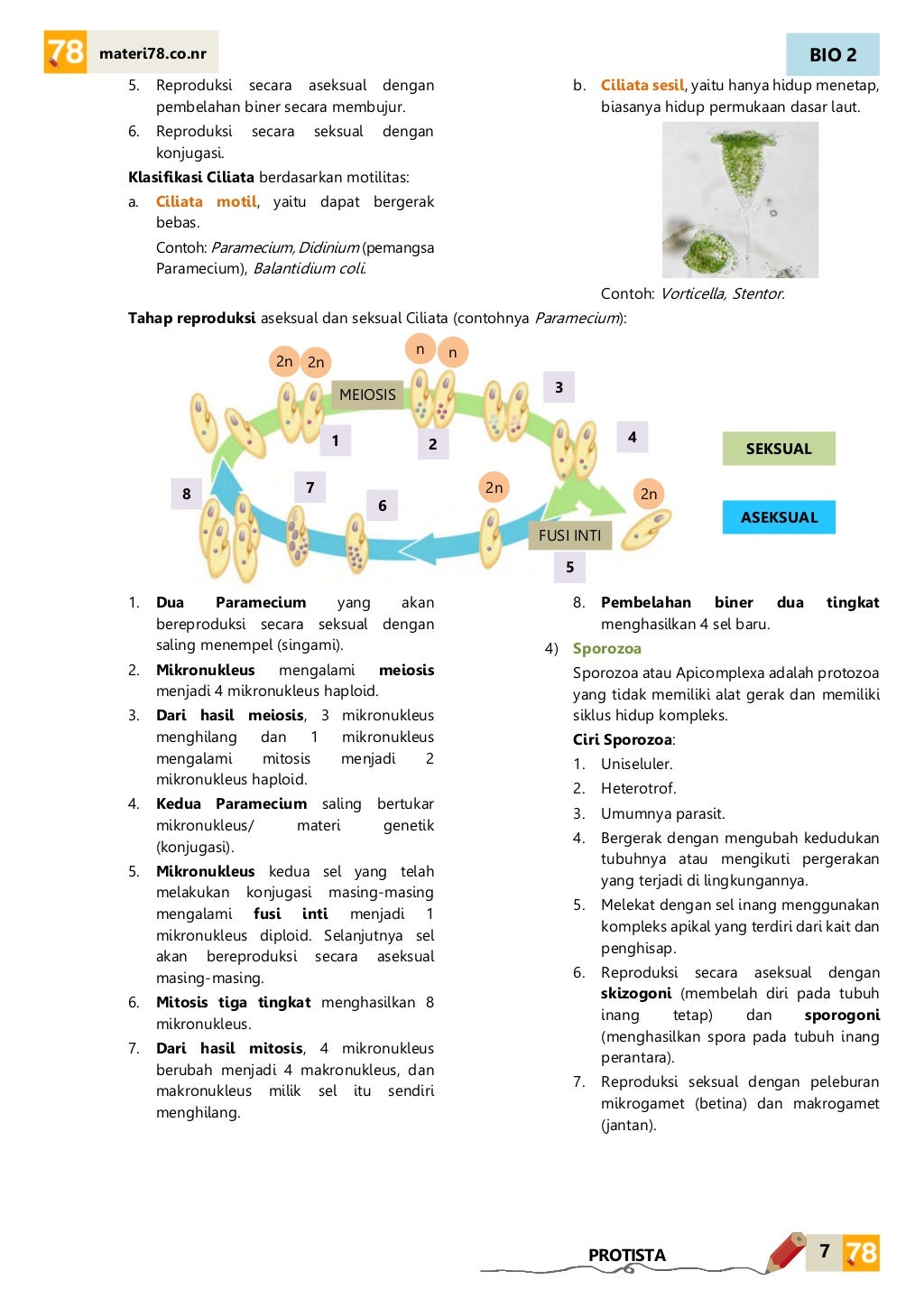 MATERI Protista KELAS X SMA