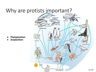 Why are protists important?
● Phytoplankton
● Zooplankton
Fig. 38.4
 