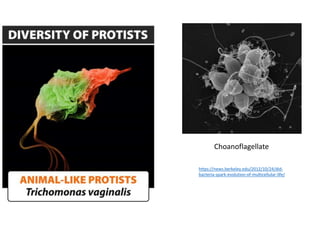 https://news.berkeley.edu/2012/10/24/did-
bacteria-spark-evolution-of-multicellular-life/
Choanoflagellate
 