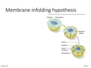 Membrane infolding hypothesis
Section 15.2 Fig. 15.7
 
