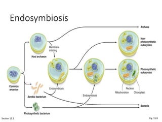 Endosymbiosis
Section 15.2 Fig. 15.8
 