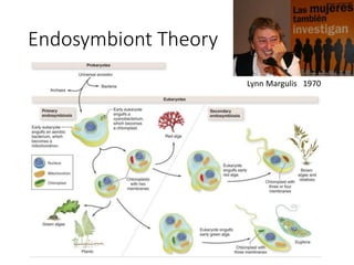 Endosymbiont Theory
Lynn Margulis 1970
 
