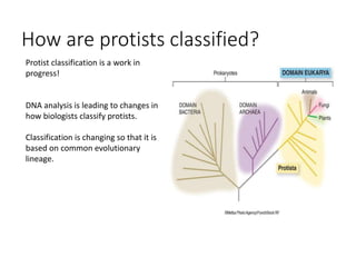 How are protists classified?
Protist classification is a work in
progress!
DNA analysis is leading to changes in
how biologists classify protists.
Classification is changing so that it is
based on common evolutionary
lineage.
 