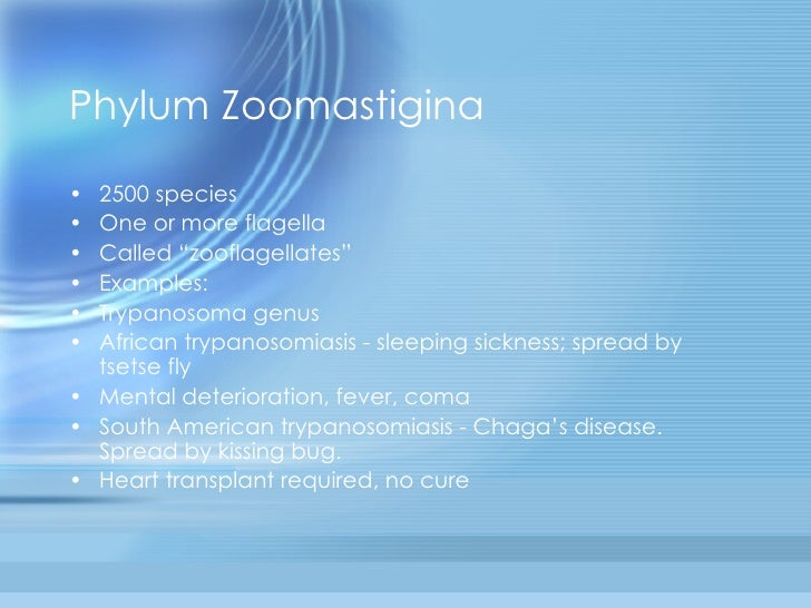 What is the phylum zoomastigina?