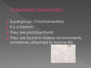  Supergroup: Chromalveolata
 It is a Golden algae
 It is flagellated, which aids in its mobility.
 It produces a toxin...