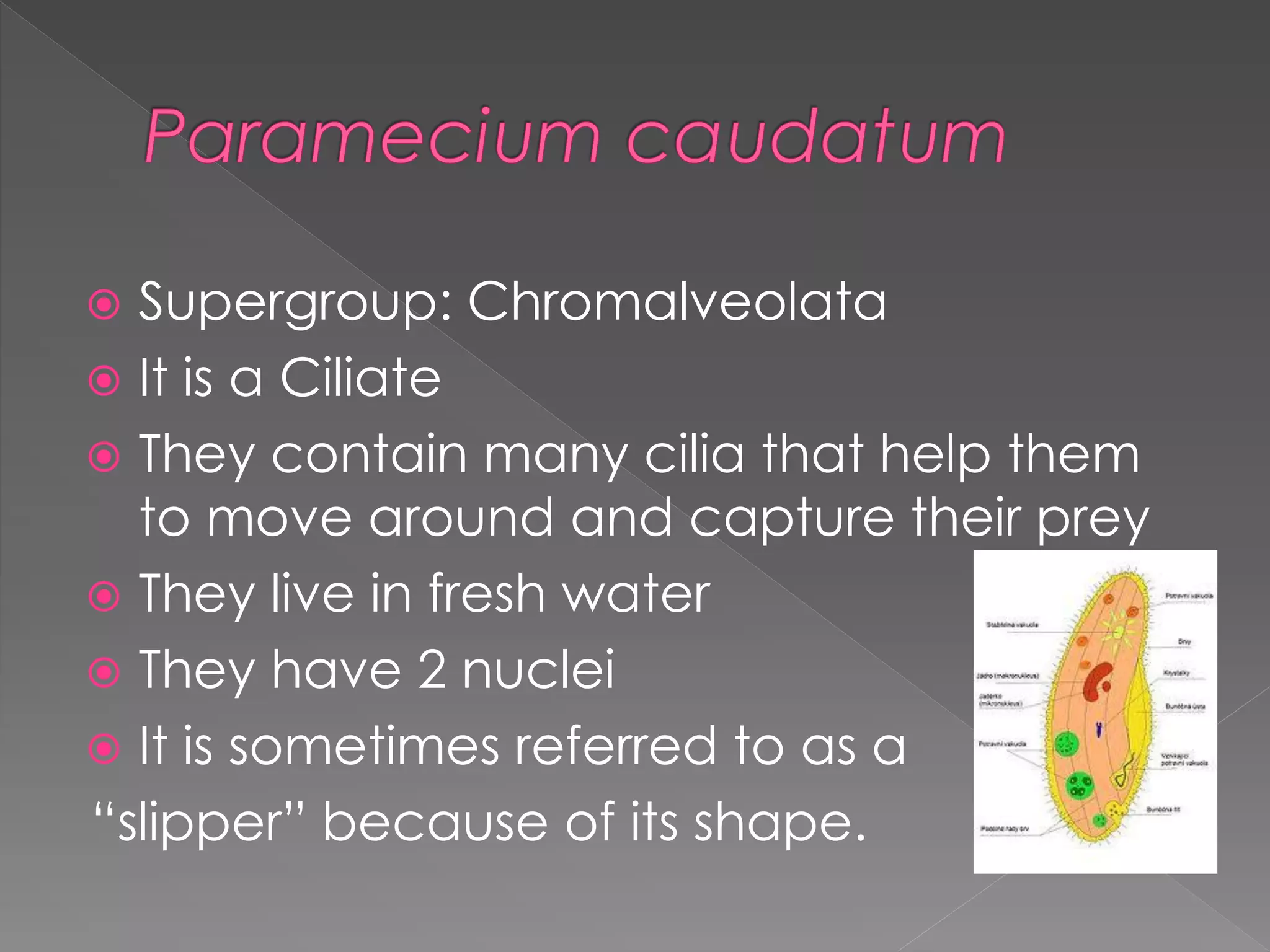 Protista example organisms | PDF