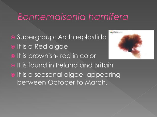 Protista example organisms | PPT