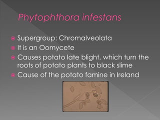  Supergroup: Rhizaria
 It is a Chlorarachniophyte
 Is an autotrophic amoeba
 Has a nucleomorph (which shows that it
  ...