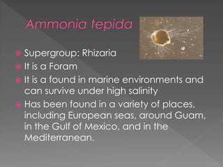  Supergroup: Rhizaria
 It is a Radiolarian
 Found in ocean depths of 99- 510 meters
 Have axopods that give the protis...