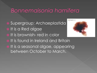  Supergroup: Archaeplastida
 It is a Chlorophyte
 Carotenoid pigments in this species turn
  snow red, creating a “Wate...