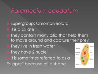  Supergroup: Chromalveolata
 It is a Diatom
 They are photosynthetic
 They are found in marine environments,
  sometim...
