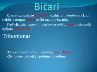 Razmnožavanje je bezpolno, uzdužnom deobom a kod
nekih je moguć polni način razmnožavanja.
  Preživljavaju nepovoljne uslove u obliku ciste, a kiseonik
upijaju celim telom.

Trihomonas

   -Parazit, vrsta bičara. Poseduje venac bičeva.
   -Živi u crevu čoveka i polnim odvodima.
 