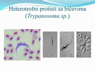 Heterotrofni protisti sa bičevima
      (Trypanosoma sp.)
 