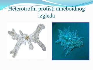 Heterotrofni protisti ameboidnog
             izgleda
 