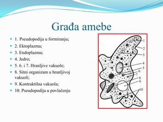 Građa amebe
 1. Pseudopodija u formiranju;
 2. Ektoplazma;
 3. Endoplazma;
 4. Jedro;
 5. 6. i 7. Hranljive vakuole;
 8. Sitni organizam u hranljivoj
  vakuoli;
 9. Kontraktilna vakuola;
 10. Pseudopodija u povlačenju
 