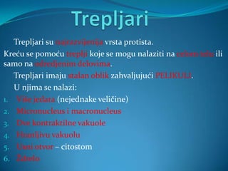 Trepljari su najrazvijenija vrsta protista.
Kreću se pomoću treplji koje se mogu nalaziti na celom telu ili
samo na odredjenim delovima.
   Trepljari imaju stalan oblik zahvaljujući PELIKULI.
   U njima se nalazi:
1. Više jedara (nejednake veličine)
2. Micronucleus i macronucleus
3. Dve kontraktilne vakuole
4. Hranljivu vakuolu
5. Usni otvor – citostom
6. Ždrelo
 